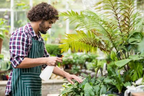 Arrosage des plantes