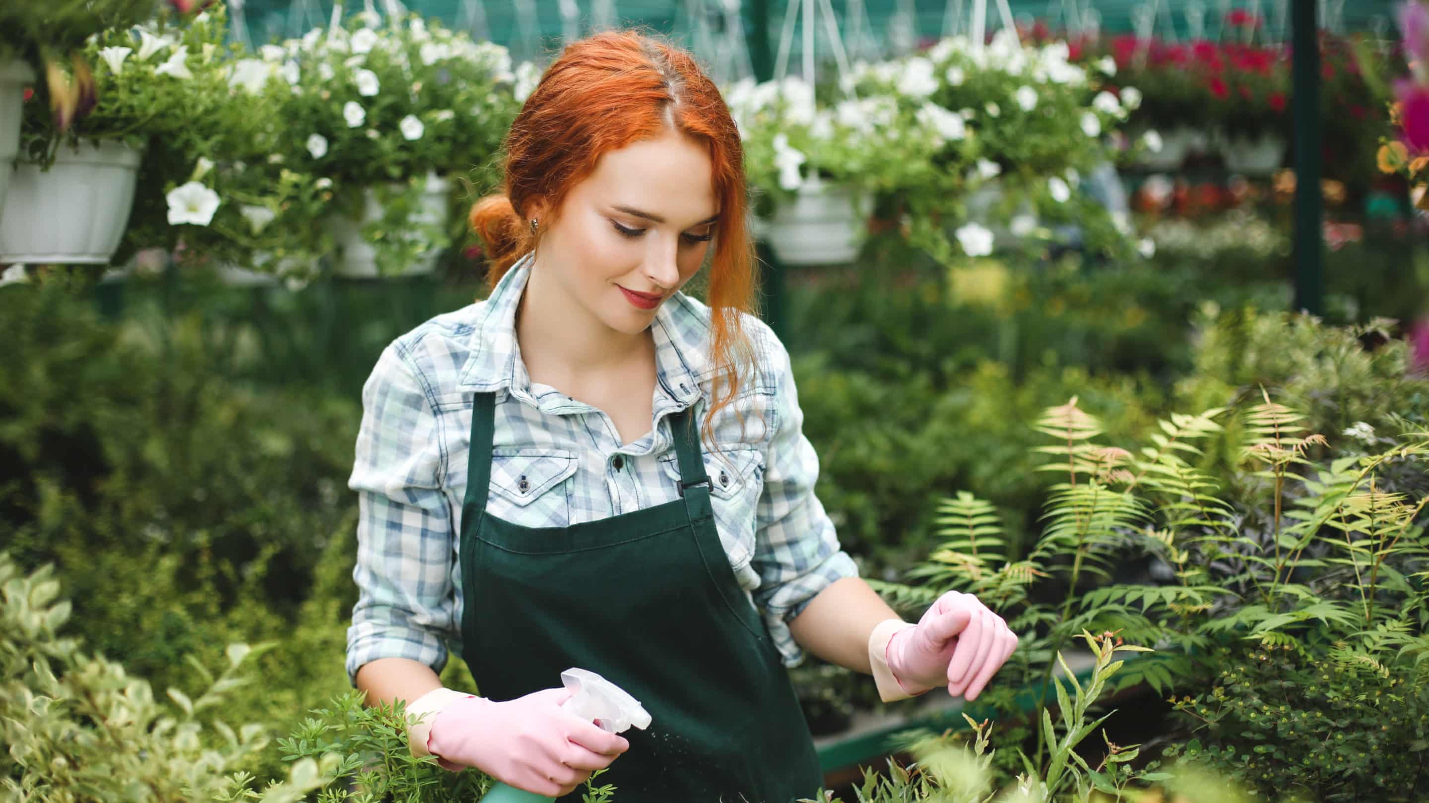 arroser ses plantes pendant la canicule
