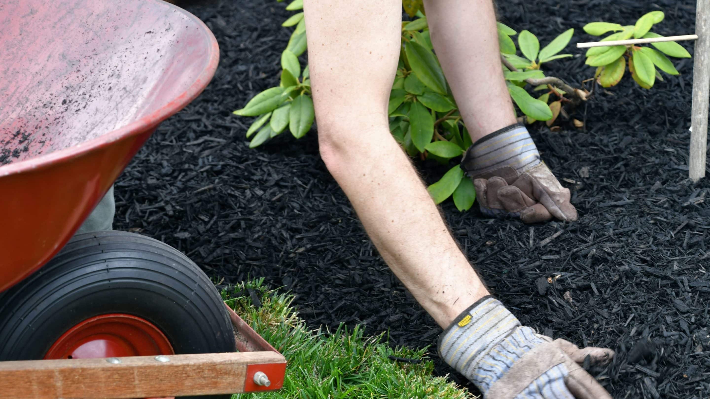 Paillage autour des plantes