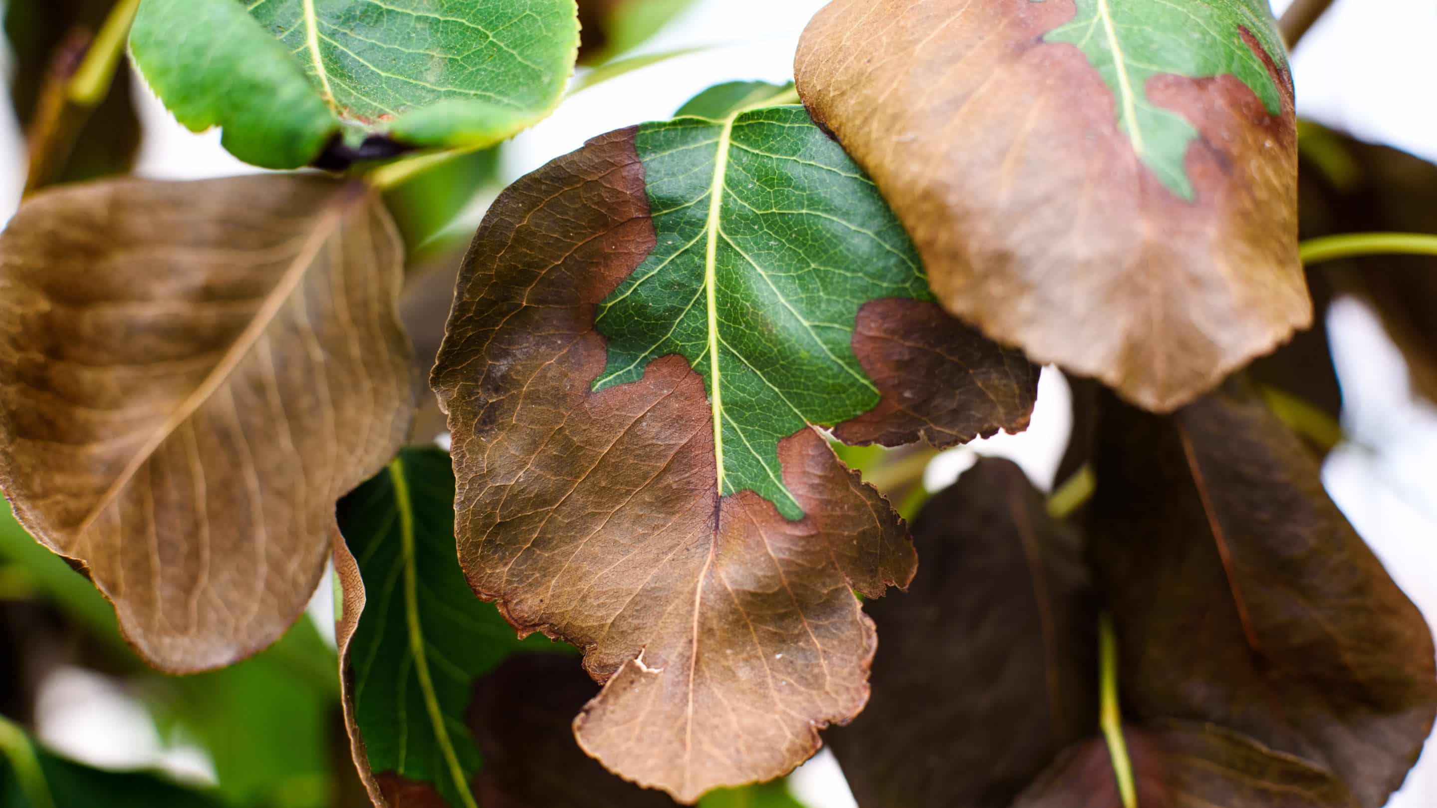 arroser ses plantes pendant la canicule