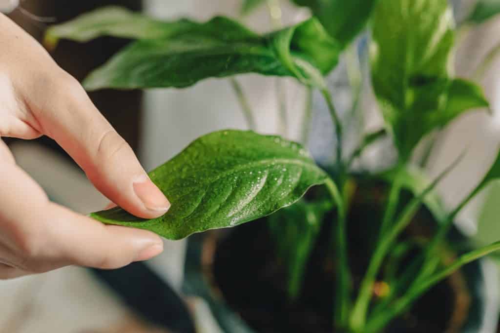 Plante en bonne santé