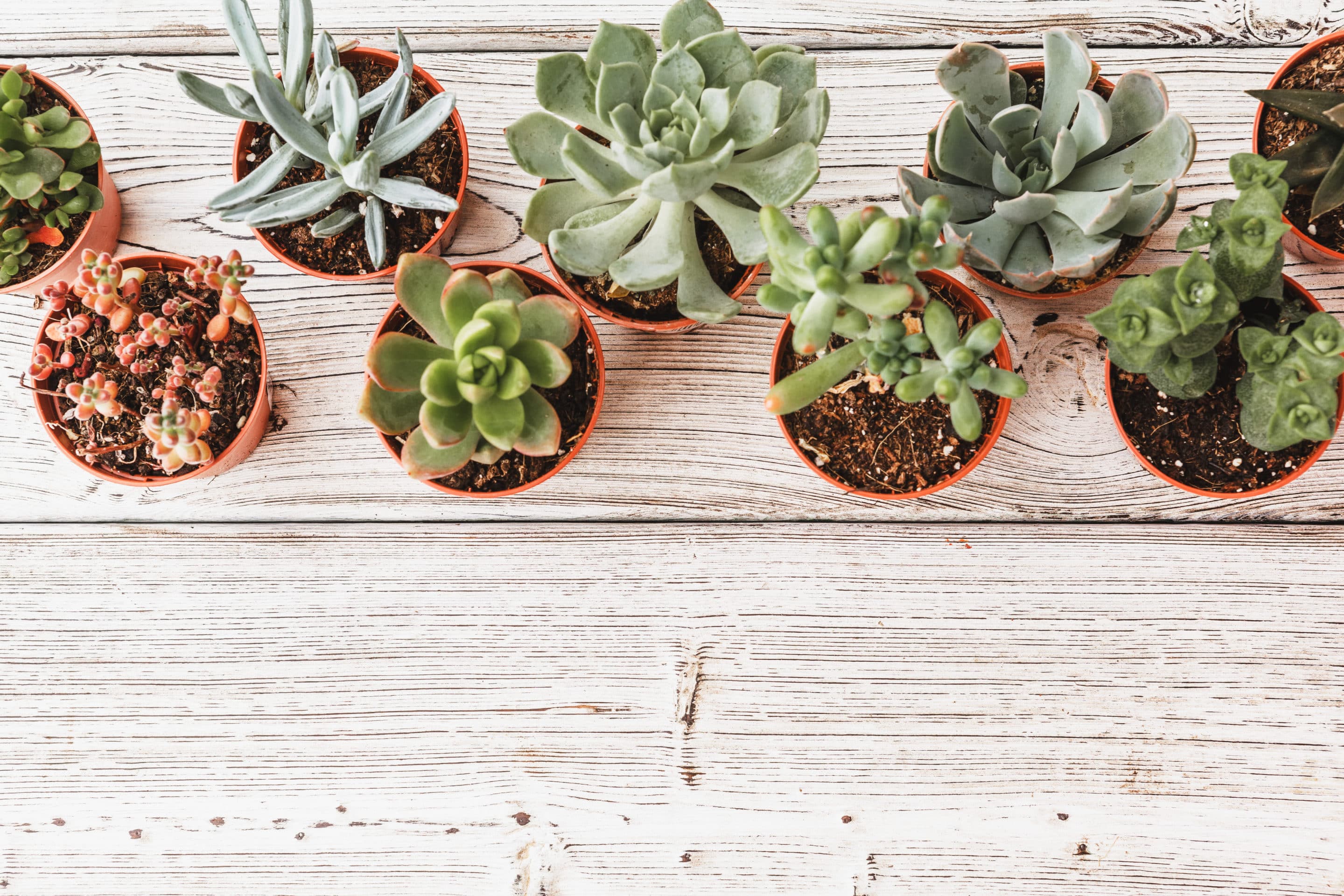 Bouturer des plantes grasses