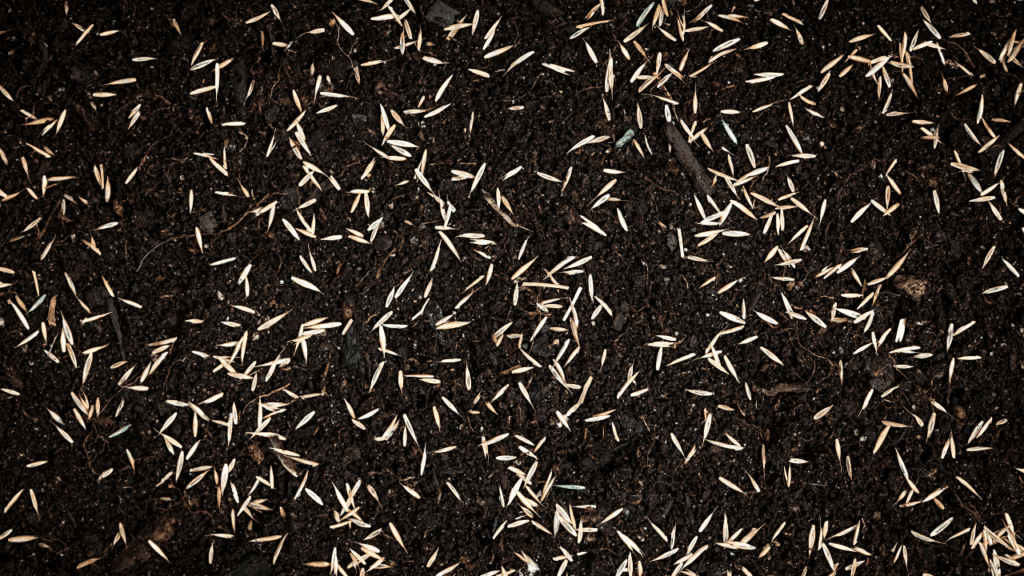 Recouvrement des graines dans le sol