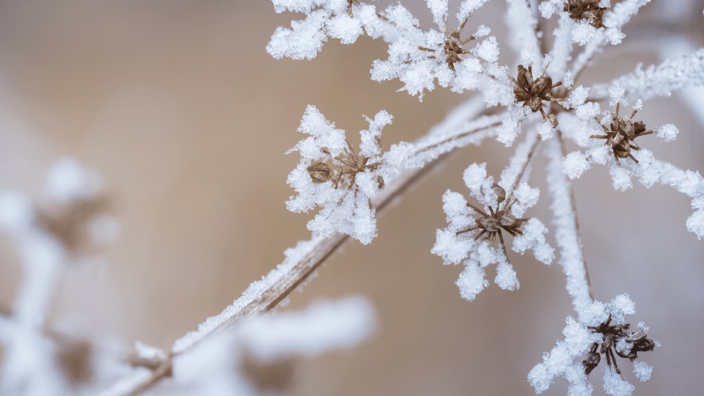 protéger ses plantes en hiver