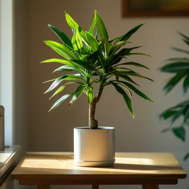 Dracaena