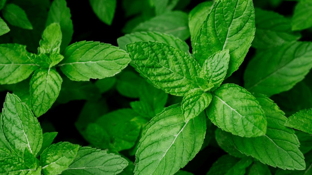 Menthe punaises