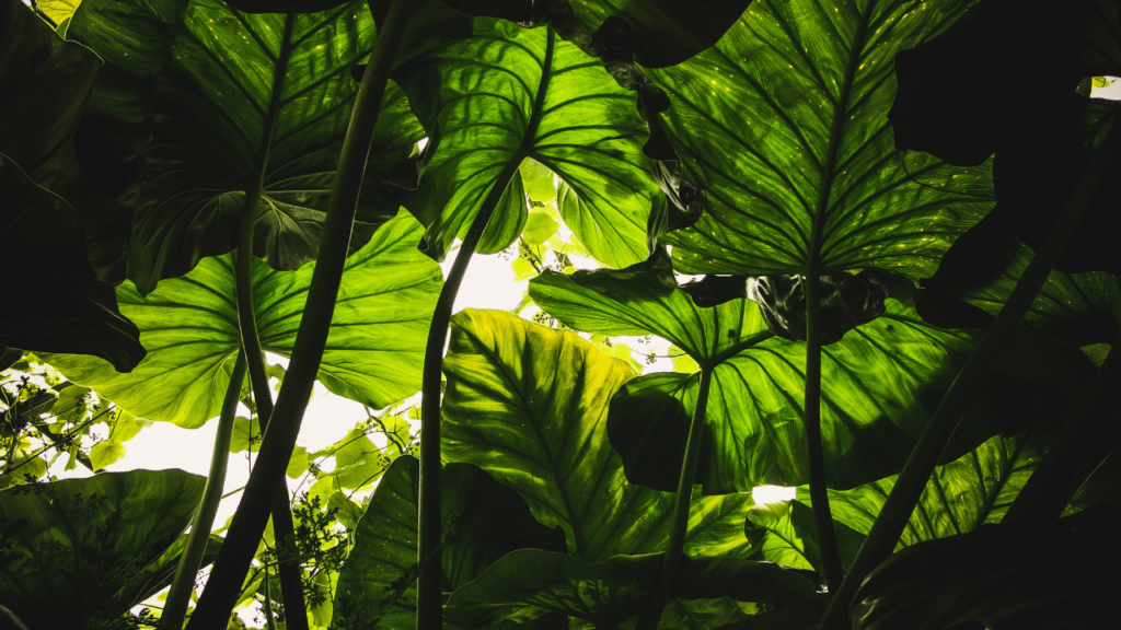 Quelles plantes choisir pour sa serre en permaculture