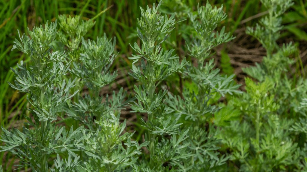 absinthe pour se débarrasser des punaises de jardin