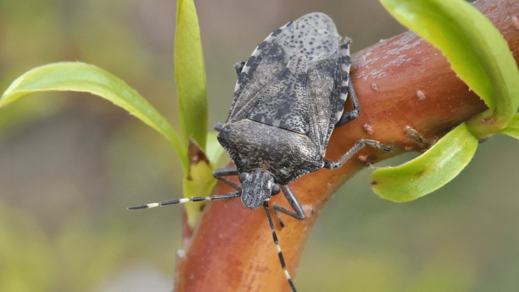se débarrasser des punaises de jardin naturellement