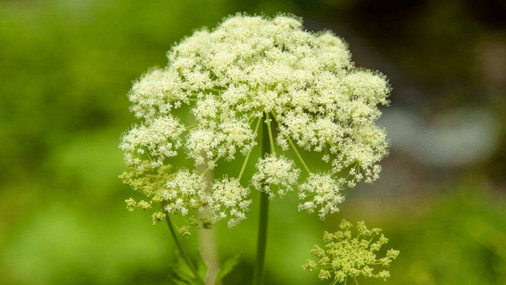 autres plantes variées toxiques