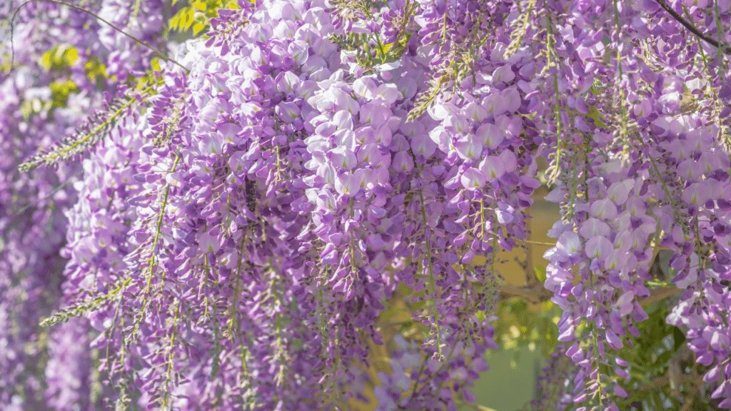 les plantes grimpantes toxiques