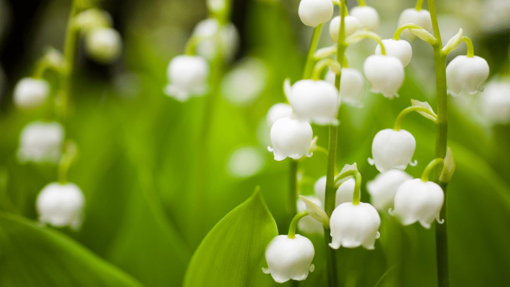 plantes à fleurs toxiques
