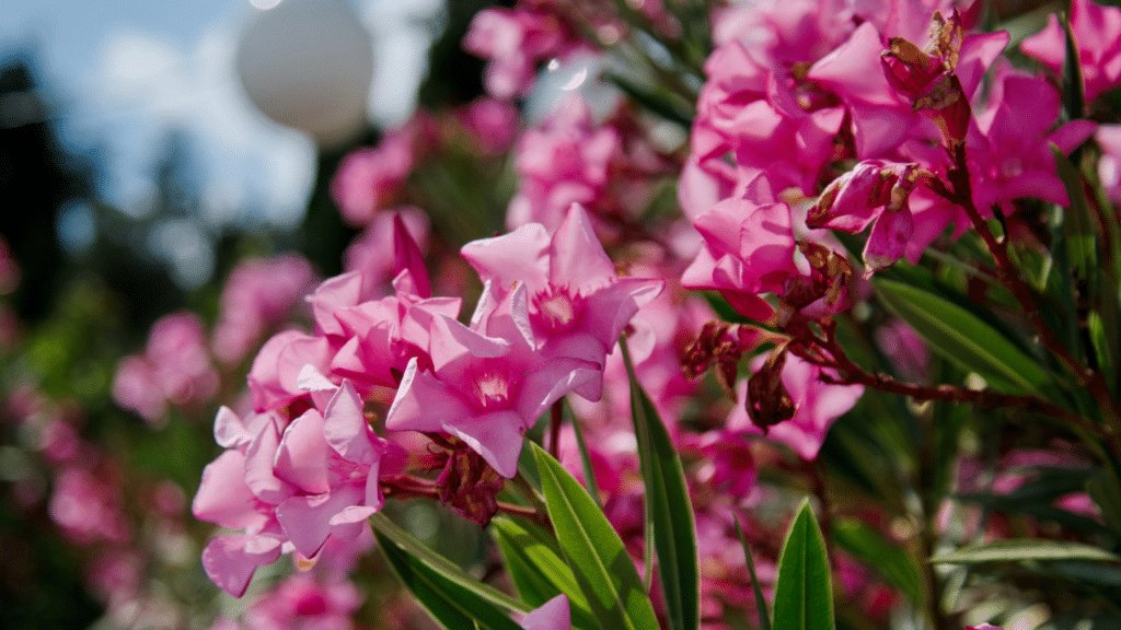 plantes d'arbustes toxiques