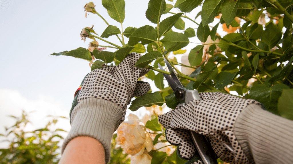 pratiques de jardinage à connaître pour éviter les plantes toxiques