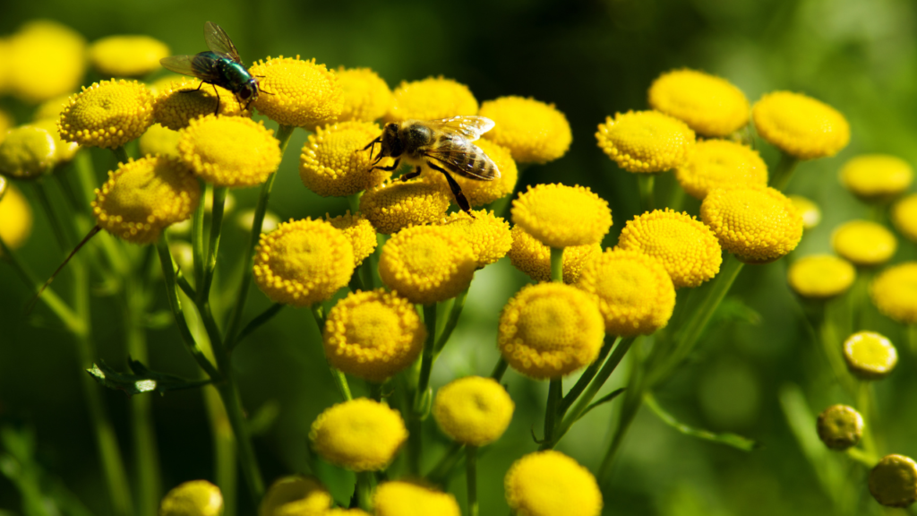 La tanaisie aide à la pollinisation