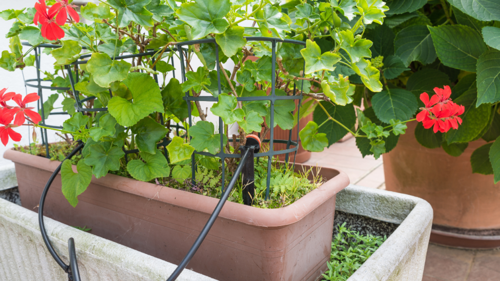 Systèmes d'Arrosage Goutte à Goutte