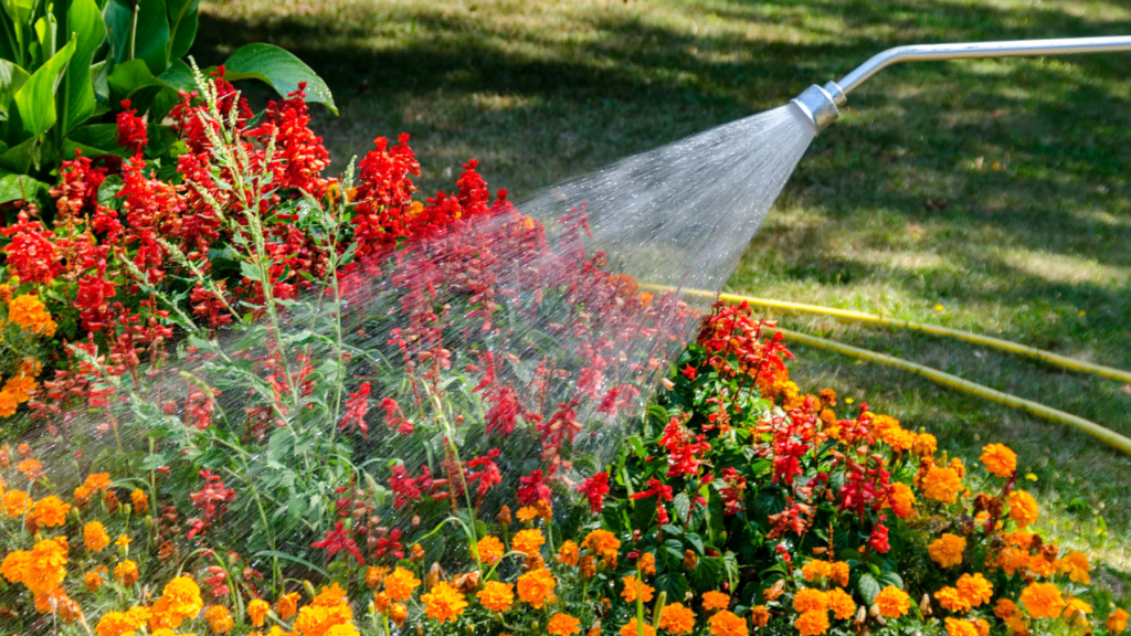 Pourquoi arroser le soir vos plantes ?